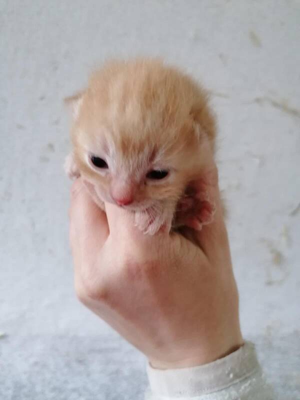 Baby Kiwi