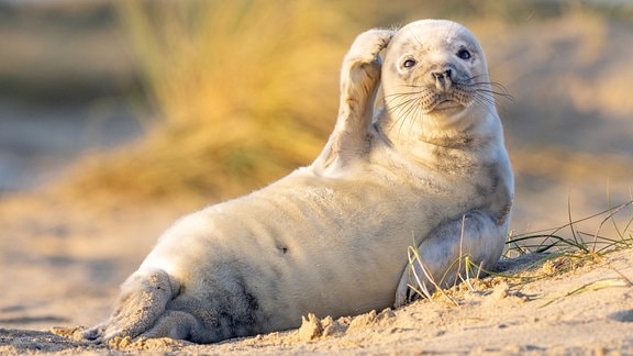 comedy-wildlife-photography-award-108_v-variantBig16x9_w-576_zc-915c23fa