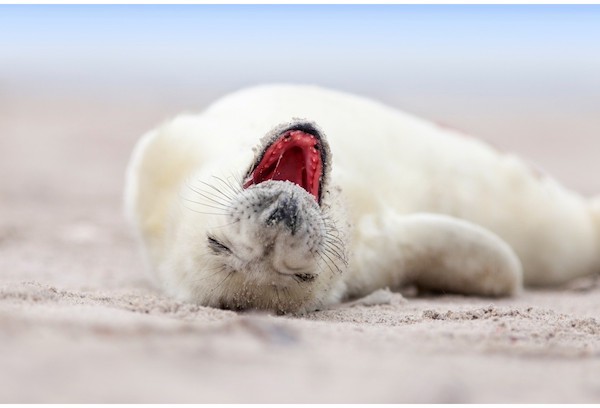 babyrobbe-lachen-gaehnen